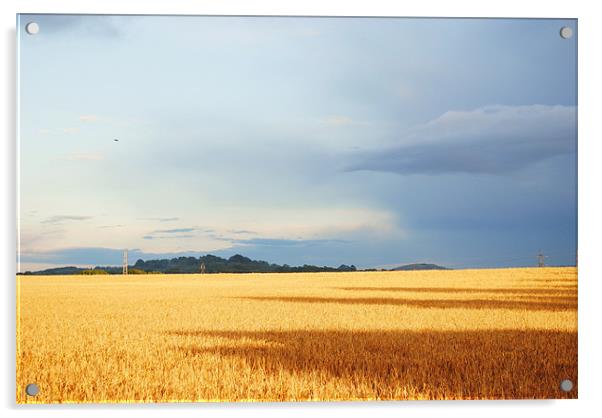 Cornfield in Somerset Acrylic by Christine Lake