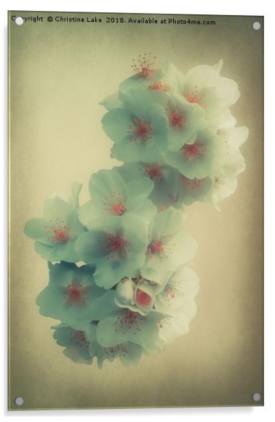 Shades Of Blossom Acrylic by Christine Lake