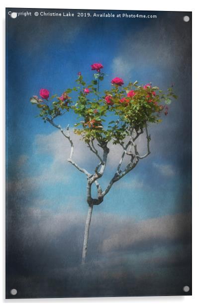 Rose Tree Acrylic by Christine Lake