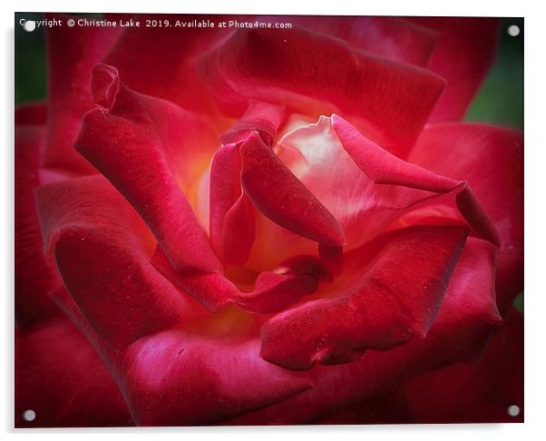 Rose On Fire Acrylic by Christine Lake
