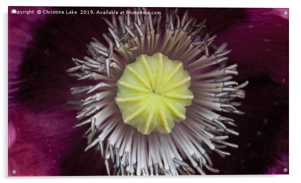 Poppy Acrylic by Christine Lake