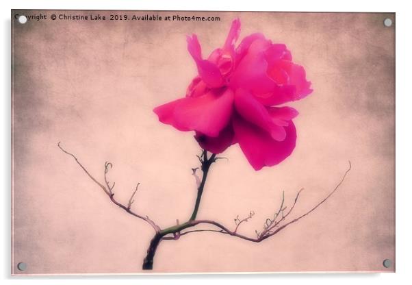 Simply Rose Acrylic by Christine Lake