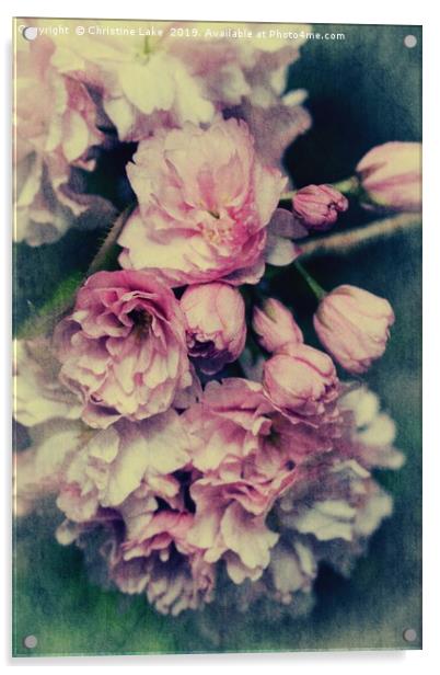Vintage Blossom Acrylic by Christine Lake