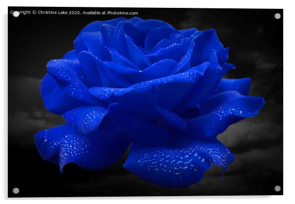 Rose Blue Acrylic by Christine Lake