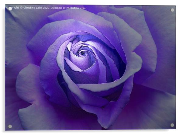 Heavenly Rose Acrylic by Christine Lake