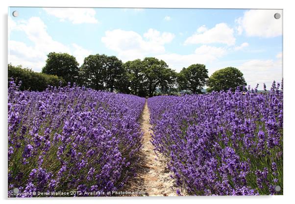 Lavender Fields Acrylic by Derek Wallace