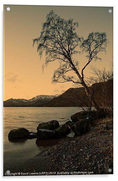 Ullswater Tree - Evening Light Acrylic by David Lewins (LRPS)