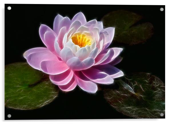 Waterlilly Acrylic by David Lewins (LRPS)