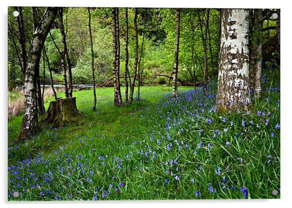 Bluebell Wood Acrylic by David Lewins (LRPS)