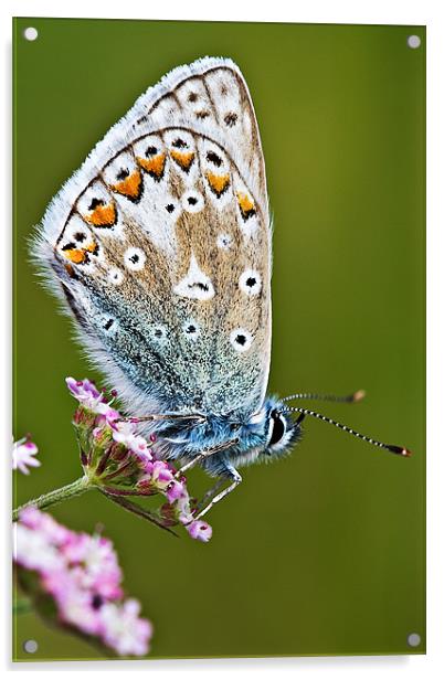 Common Blue Butterfly Acrylic by David Lewins (LRPS)