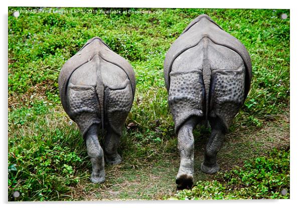 Camera Shy Rhinoceros Acrylic by David Lewins (LRPS)