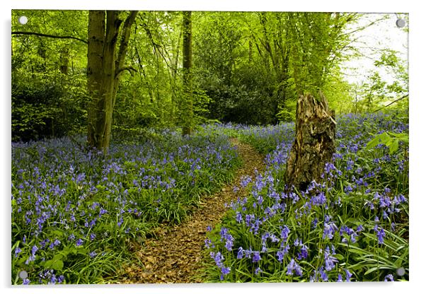 Spring bluebells in Staffhurst Woods Acrylic by Julie Skone