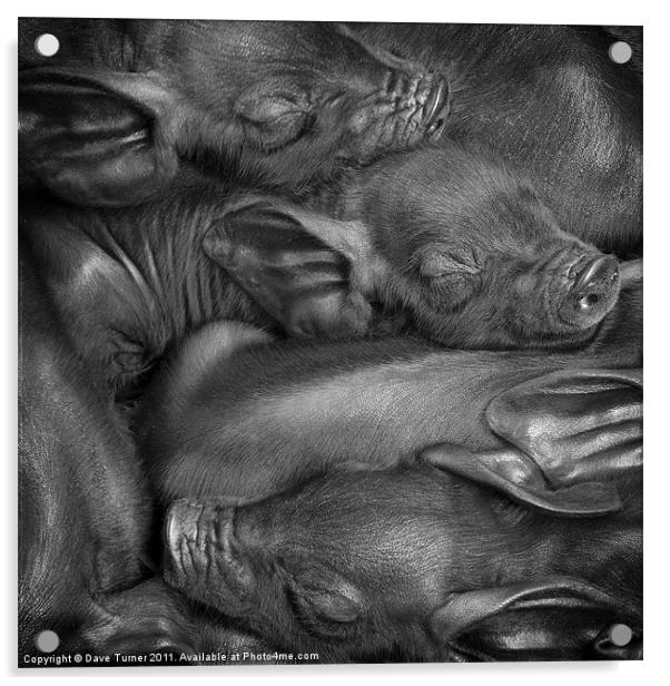 Black or Devon Piglets Acrylic by Dave Turner