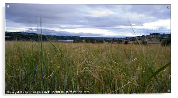 Wheat field Acrylic by Dan Thorogood