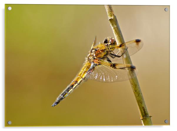Four Spotted Chaser Acrylic by Robert Geldard
