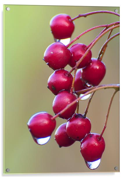 Berries Acrylic by Robert Geldard