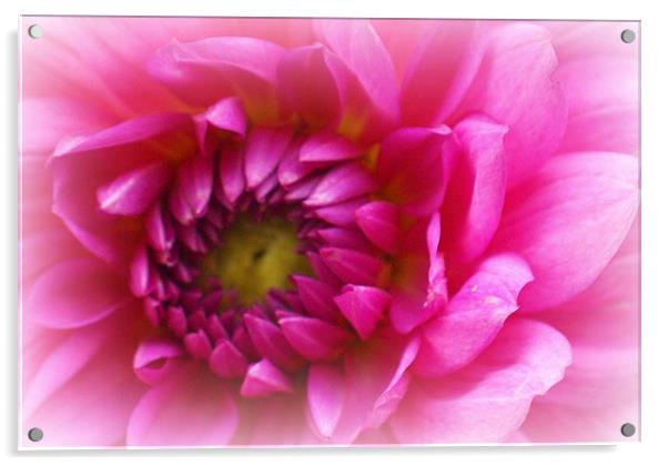 Pink dahlia macro Acrylic by Sheryl Brown