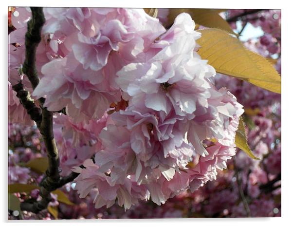 Cherry Blossom Acrylic by Sheryl Brown