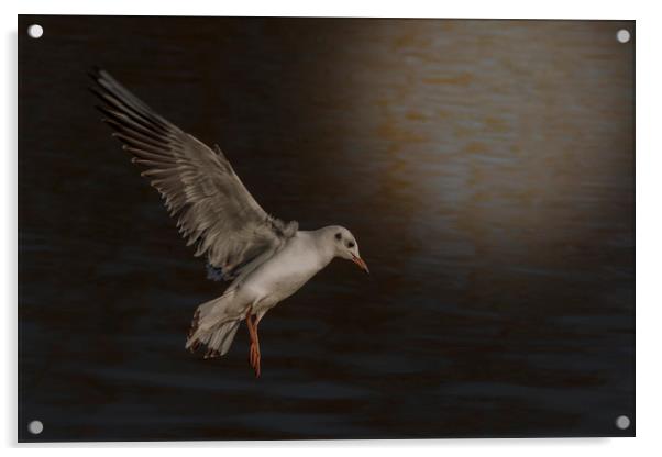 Gull in the Moonlight Acrylic by Dianne 