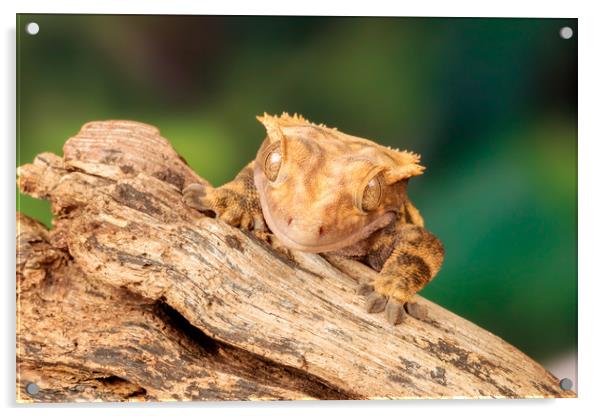 Lizard peeking over a piece of driftwood Acrylic by Dianne 