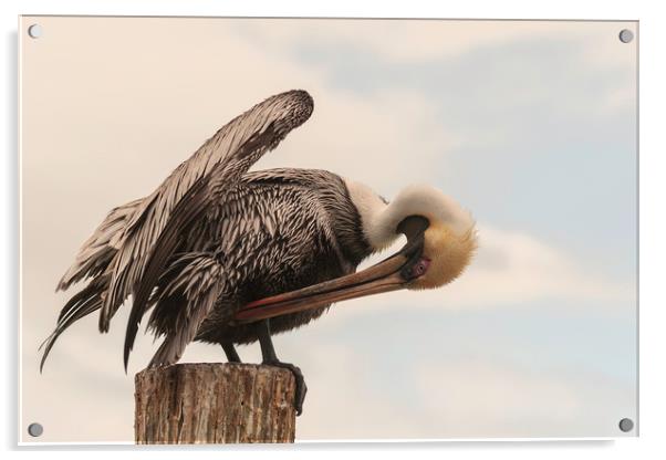 Brown Pelican Preening Acrylic by Dianne 