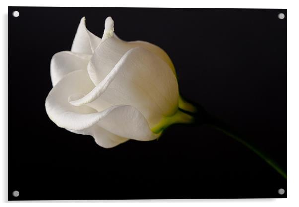 White Rose on Black Acrylic by Dianne 