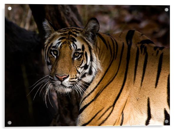 Tiger, shadow, stalk Acrylic by Raymond Gilbert