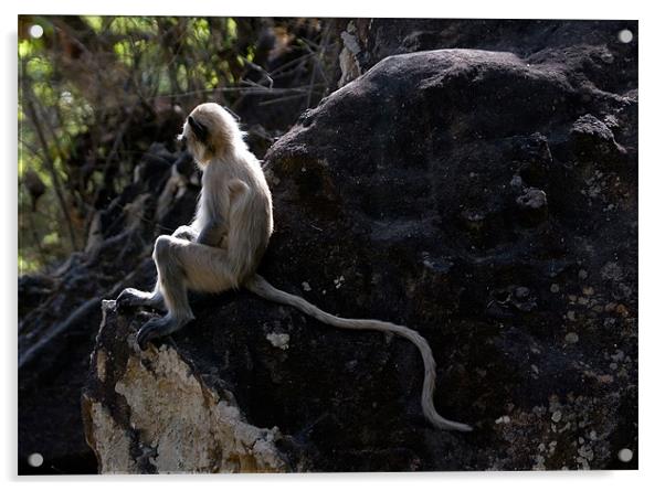 Langur, monkey, tail Acrylic by Raymond Gilbert