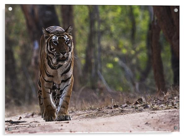Tiger, walking, territory Acrylic by Raymond Gilbert