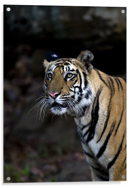 Tiger, stalk, rocks Acrylic by Raymond Gilbert