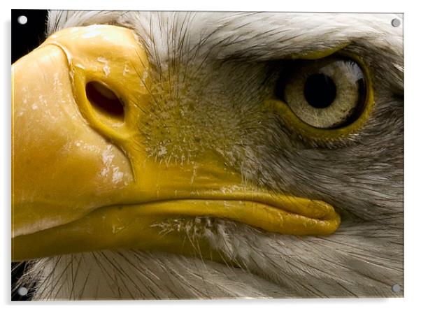 Bald Eagle, macro, eye Acrylic by Raymond Gilbert
