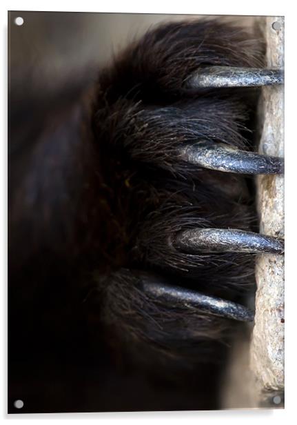 bear, claw, danger Acrylic by Raymond Gilbert