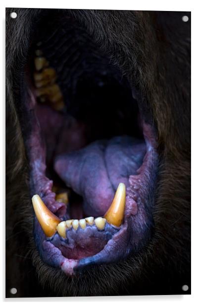 bear, mouth, roar Acrylic by Raymond Gilbert