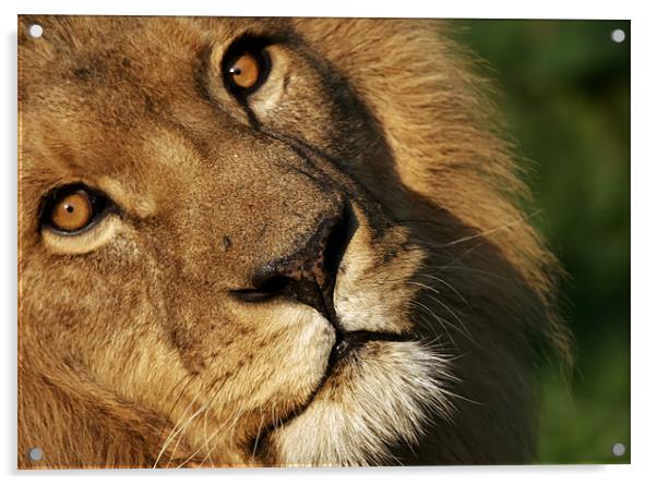 lion, wild, animal Acrylic by Raymond Gilbert