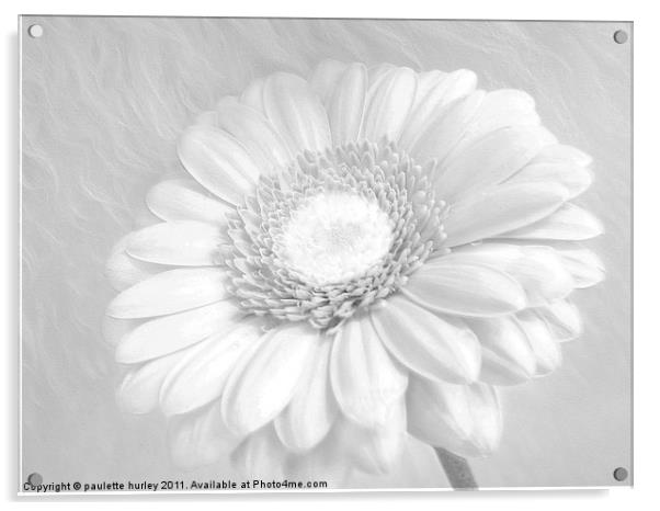 White Daisy. Acrylic by paulette hurley