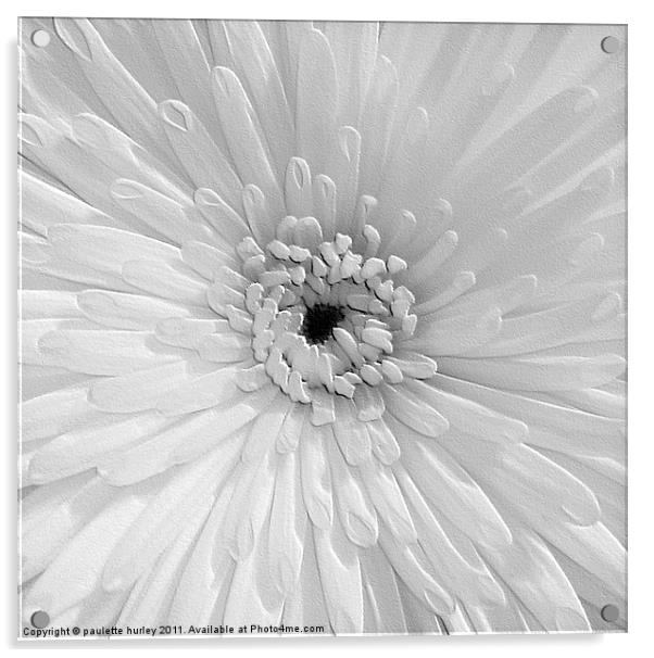 White Chrysanthemum. Acrylic by paulette hurley