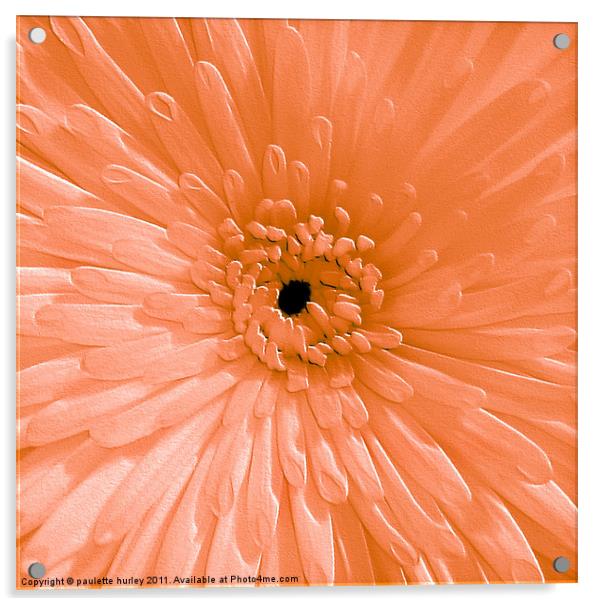 Peach Chrysanthemum Acrylic by paulette hurley