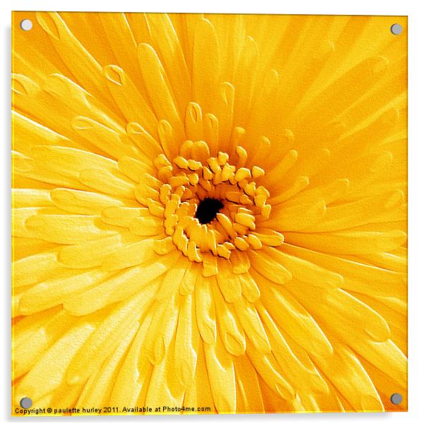 Yellow Chrysanthemum Acrylic by paulette hurley