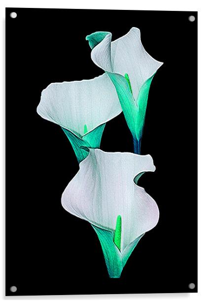 Calla Lily.Turquoise. Acrylic by paulette hurley