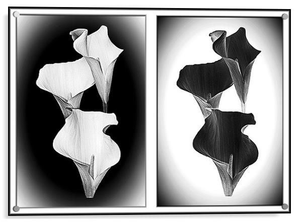 Calla Lillies , White+Black Acrylic by paulette hurley