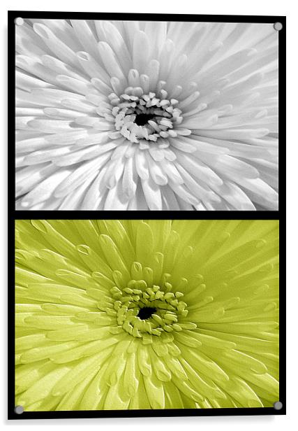 Chrysanthemum.White+Lime Acrylic by paulette hurley