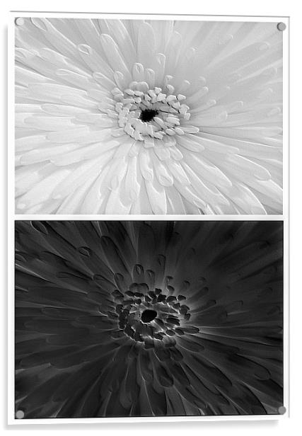 Chrysanthemum.Black+White. Acrylic by paulette hurley