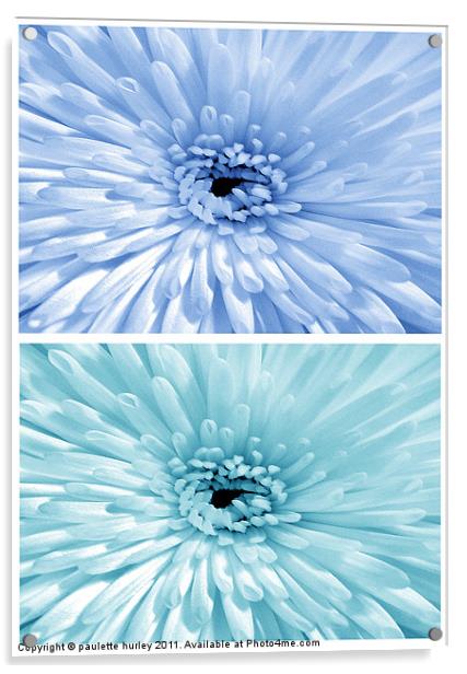 Chrysanthemum.  Blue + Teal. Acrylic by paulette hurley