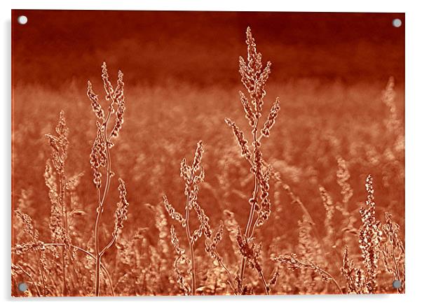 Rustic Field Acrylic by paulette hurley