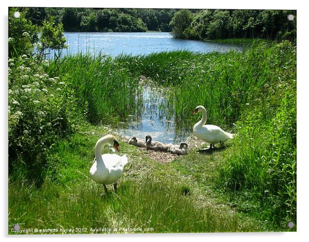 Bosherston Lily Ponds. Swan Family. Acrylic by paulette hurley