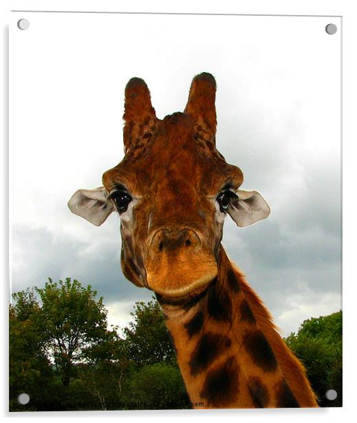 Giraffe. Giraffa Camelopardalis. Acrylic by paulette hurley