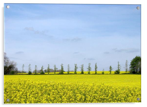 Rapeseed Field Trees. Acrylic by paulette hurley