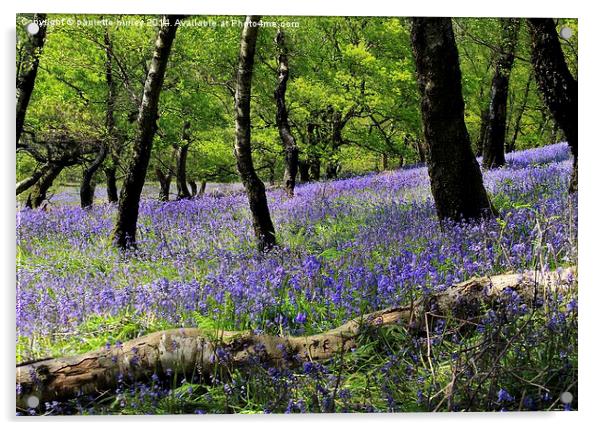  Bluebells. Llanbradach. Caerphilly. Acrylic by paulette hurley