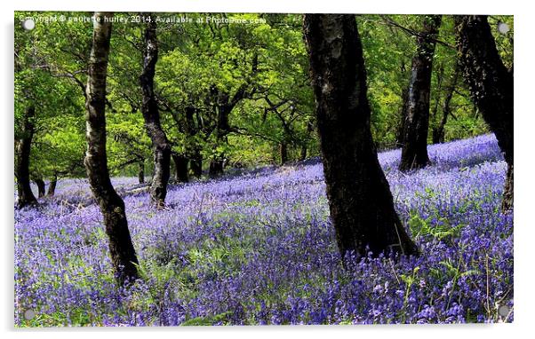  Bluebell Woodland. Caerphilly, Wales. Acrylic by paulette hurley