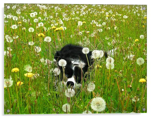 Welsh Border Collie Acrylic by paulette hurley